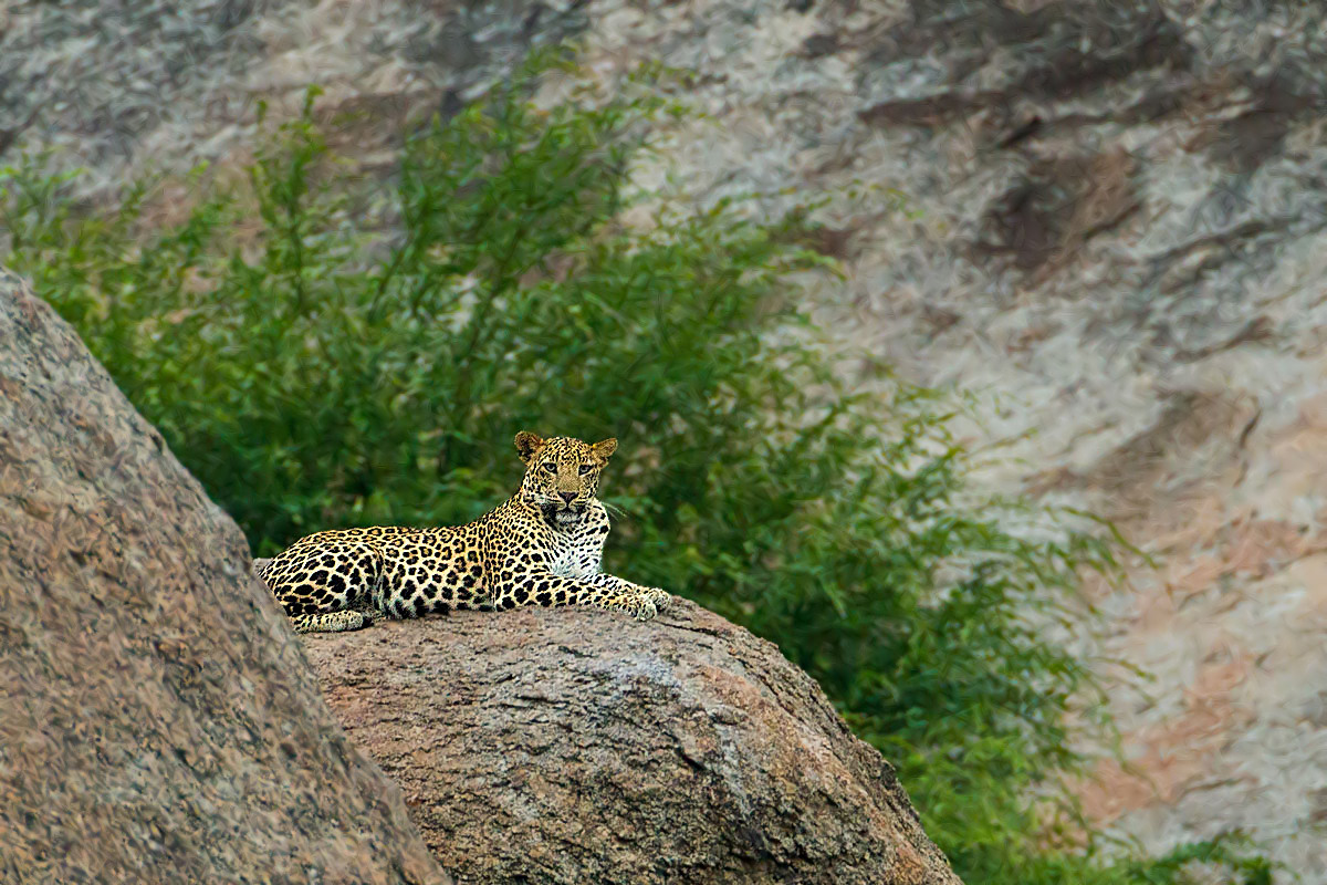 Leopard Safari in Rajasthan, India
